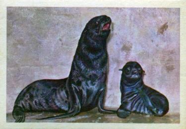 1960 Premiere/Oak Animals (R724-6) #NNO Northern Fur Seal Cow Front