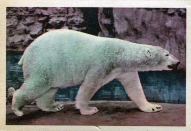 1960 Premiere/Oak Animals (R724-6) #NNO Polar Bear Front