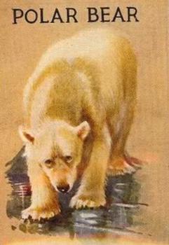 1935 Schranz & Bieber Animals (R15-1 Unnumbered) #NNO Polar Bear Front