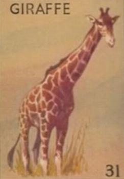 1935 Schranz & Bieber Animals (R15-2 Numbered) #31 Giraffe Front
