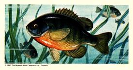 1961 Salada Canadian Game Fish (FC42-1) #16 Bluegill Front
