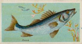 1924 Imperial Tobacco Co. of Canada (ITC) Fishes of the World (C12) #NNO Bass Front