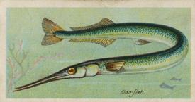1924 Imperial Tobacco Co of Canada (ITC) Fishes of the World (C12) #NNO Gar-fish Front