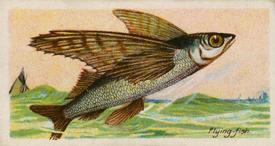 1924 Imperial Tobacco Co of Canada (ITC) Fishes of the World (C12) #NNO Flying-fish Front