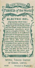 1924 Imperial Tobacco Co of Canada (ITC) Fishes of the World (C12) #NNO Electric Eel Back