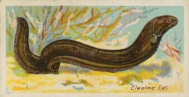 1924 Imperial Tobacco Co of Canada (ITC) Fishes of the World (C12) #NNO Electric Eel Front