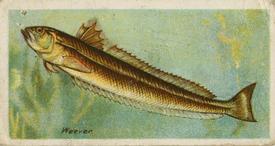 1924 Imperial Tobacco Co. of Canada (ITC) Fishes of the World (C12) #NNO Weever Front