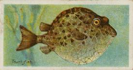 1924 Imperial Tobacco Co of Canada (ITC) Fishes of the World (C12) #NNO Trunk-fish Front