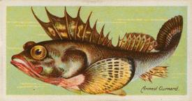 1924 Imperial Tobacco Co. of Canada (ITC) Fishes of the World (C12) #NNO Armed Gurnard Front