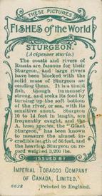 1924 Imperial Tobacco Co of Canada (ITC) Fishes of the World (C12) #NNO Sturgeon Back