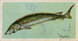 1924 Imperial Tobacco Co of Canada (ITC) Fishes of the World (C12) #NNO Sturgeon Front