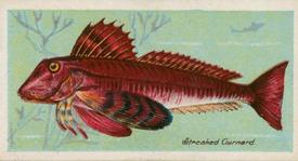 1924 Imperial Tobacco Co of Canada (ITC) Fishes of the World (C12) #NNO Streaked Gurnard Front