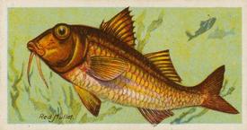 1924 Imperial Tobacco Co of Canada (ITC) Fishes of the World (C12) #NNO Red Mullet Front
