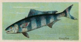 1924 Imperial Tobacco Co of Canada (ITC) Fishes of the World (C12) #NNO Pilot-fish Front