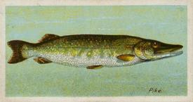 1924 Imperial Tobacco Co of Canada (ITC) Fishes of the World (C12) #NNO Pike Front