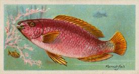 1924 Imperial Tobacco Co of Canada (ITC) Fishes of the World (C12) #NNO Parrot-fish Front