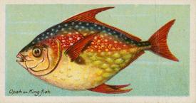 1924 Imperial Tobacco Co of Canada (ITC) Fishes of the World (C12) #NNO Opah or King-fish Front