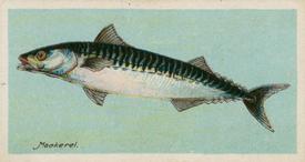 1924 Imperial Tobacco Co of Canada (ITC) Fishes of the World (C12) #NNO Mackerel Front