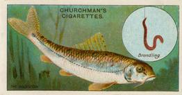 1914 Churchman's Fish & Bait (C11) #5 Gudgeon Front