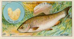 1914 Churchman's Fish & Bait (C11) #7 Chub Front