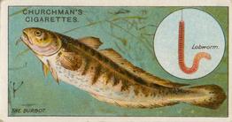 1914 Churchman's Fish & Bait (C11) #17 Burbot Front