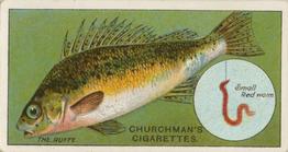 1914 Churchman's Fish & Bait (C11) #27 Ruffe Front