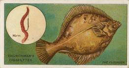 1914 Churchman's Fish & Bait (C11) #31 Flounder Front