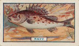 1924 Godfrey Phillips Fish #2 Ruff Front