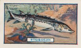 1924 Godfrey Phillips Fish #3 Sturgeon Front