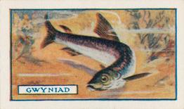 1924 Godfrey Phillips Fish #7 Gwyniad Front
