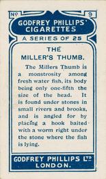 1924 Godfrey Phillips Fish #9 Miller's Thumb Back