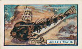 1924 Godfrey Phillips Fish #9 Miller's Thumb Front