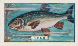 1924 Godfrey Phillips Fish #15 Chub Front