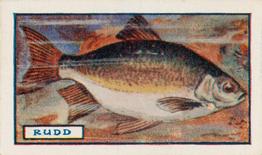 1924 Godfrey Phillips Fish #17 Rudd Front