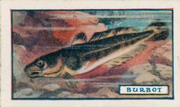1924 Godfrey Phillips Fish #18 Burbot Front