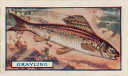 1924 Godfrey Phillips Fish #24 Grayling Front