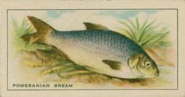 1926 Chairman Cigarettes Fish #3 Pomeranian Bream Front