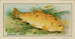 1926 Chairman Cigarettes Fish #5 Golden Tench Front