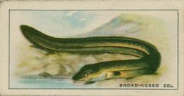 1926 Chairman Cigarettes Fish #7 Broad-nosed Eel Front