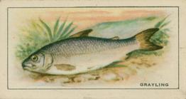 1926 Chairman Cigarettes Fish #8 Grayling Front