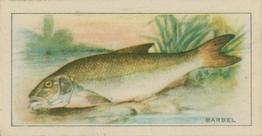 1926 Chairman Cigarettes Fish #10 Barbel Front
