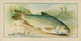 1926 Chairman Cigarettes Fish #11 Dace Front