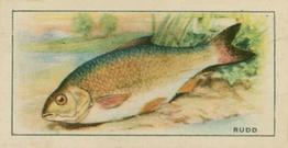 1926 Chairman Cigarettes Fish #12 Rudd Front
