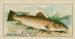 1926 Chairman Cigarettes Fish #14 Bull Trout Front