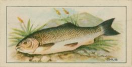 1926 Chairman Cigarettes Fish #15 Chub Front