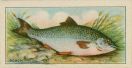 1926 Chairman Cigarettes Fish #16 Roach Front