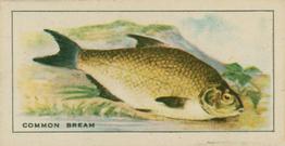 1926 Chairman Cigarettes Fish #18 Common Bream Front