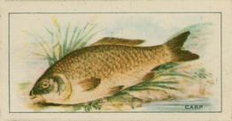 1926 Chairman Cigarettes Fish #20 Carp Front