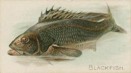 1900 American Tobacco Co. Fish From American Waters (T407) #NNO Blackfish Front