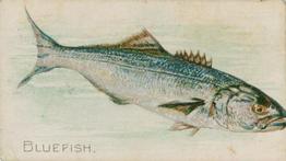 1900 American Tobacco Co. Fish From American Waters (T407) #NNO Bluefish Front